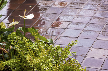 Wet tiled patio patterns and textures with fern and white anthurium in foregroundの写真素材