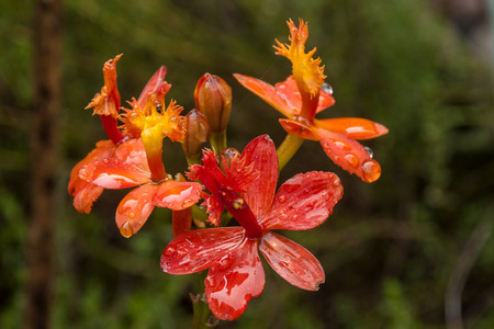 Close up detail texture of orange and yellow epidendrum orchid flowers covered in raindropsの写真素材