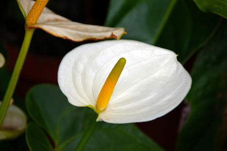 Pure white anthurium flower with yellow spadix against dark green leaf backgroundの写真素材