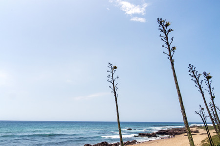 Long stems and leaves of green sisal plant against beach rocks ocean and skyline in South Africaの写真素材