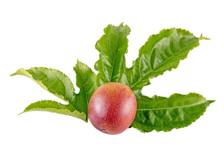 Studio shot of colorful red ripe passion fruit and textured leaves on white  backgroundの写真素材