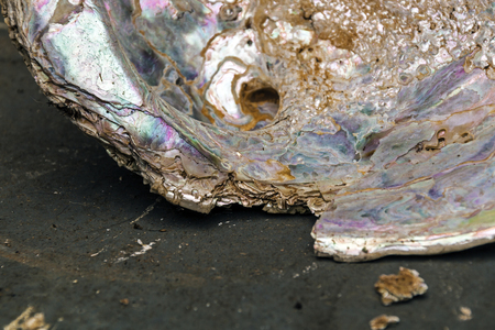 Abstract close up of colorful pattern and texture of decaying sea shellの写真素材