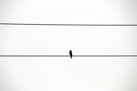 Single black bird perched on power cable on white sky  backgroundの写真素材