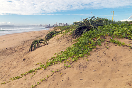Creeping green dune vegetation with purple flowers and aloe plants on sand dune against Durban city skyline in South Africaの写真素材