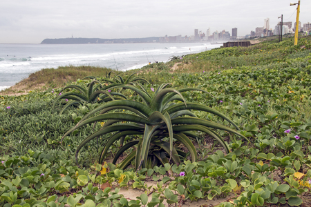 Aloe plant and dune vegetation on beach against overcast early morning Durban city skyline in South Africaの写真素材