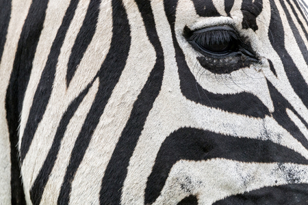 Extreme close up of eye and eyelashes striped black and white patterns and textures of Zebra