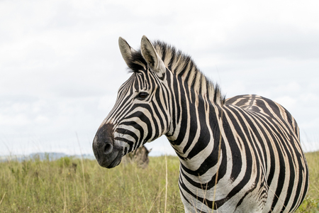 Close-up of single Zebra on grassland against overcast sky in South Africaの写真素材