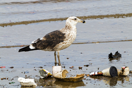 Petrel bird wading in polluted shallow water of harbor, Durban South Africaの写真素材