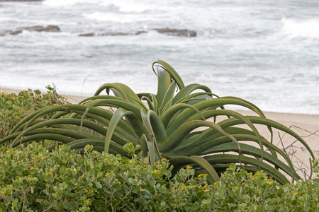 Green aloe plant and dune vegetation against coastal landscape in South Africaの写真素材