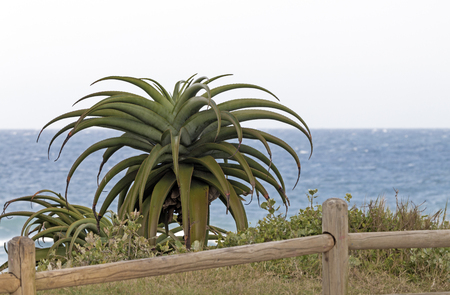 Wooden barrier and green aloe plant against coastal skyline in South Africaの写真素材
