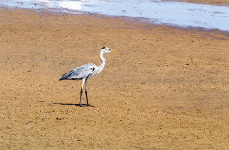 Grey Heron bird on sand area at low tide at harbor in Durban, South Africaの写真素材