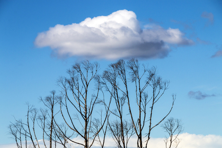 Row of dead leafless trees against blue sky and floating white cloudsの写真素材