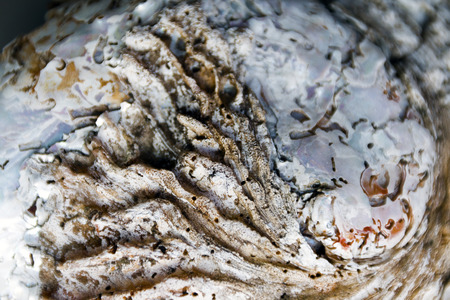 Extreme close up of blurred patterns and textures of sea shell background