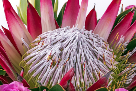 Extreme close up of arrangement of protea flower patterns and texturesの写真素材