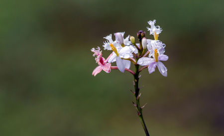 Pink and white epidendrum orchid and stem on blurred garden backgroundの写真素材