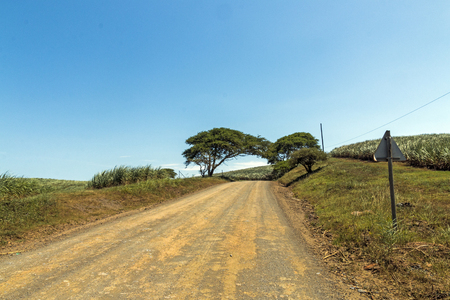 Empty rural farm dirt road leading through trees and sugar cane plantations against blue cloudy sky landscape in South Africaの写真素材