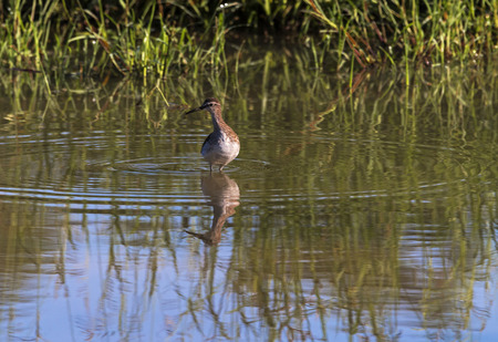 Single Spotted wild Thick-Knee bird standing in water reflections and circular ripples against green...