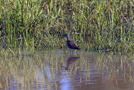 Single Spotted wild Thick-Knee bird standing in water reflections against green wetland grass...