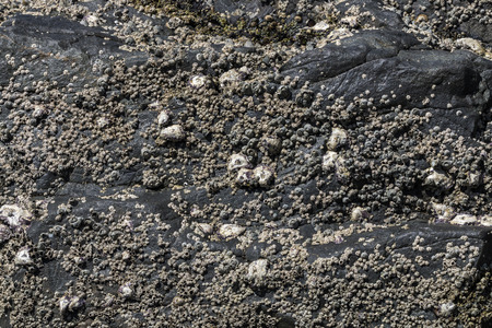 Close up patterns and textures of black rock covered with barnacles and shells on coastline backgroundの写真素材
