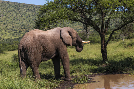 Wild african elephant drinking water in natural wilderness landscape at Imfolozi Hluhluwe Game reserve in Zululand, KwaZulu Natal, South Africaの写真素材