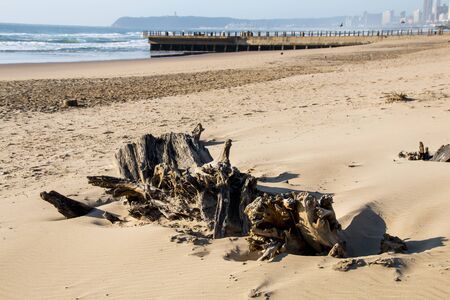 Driftwood washed up on durban beach with pier and bluff in backgoundの写真素材