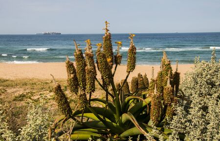 Aloe plant and other vegetation as part of dune rehabilitation in durban, south africaの写真素材