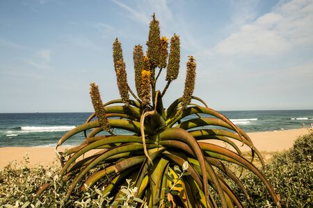 Aloes finished flowering with shoreline and sea in the backgroundの写真素材