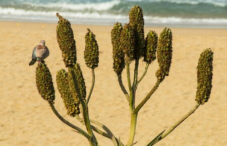 Dove sitting on aloe flower once flowering is over with sand and seaの写真素材
