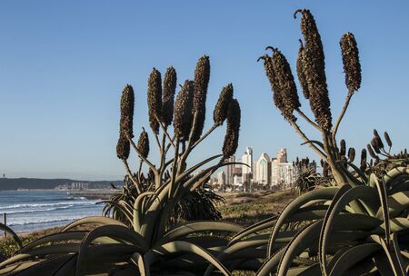 Dry aloe flowers once flowering is over with durban buildings in backgroundの写真素材