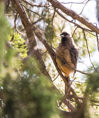 Mousebird sitting among branches of fir treeの写真素材