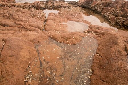 Rocks covered in barnacles in the shallows of beachの写真素材