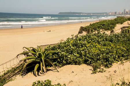 Vegetation forming dune rehabilitation at Durban's coastlineの写真素材