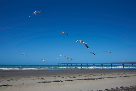 Flock of Seagullsの写真素材