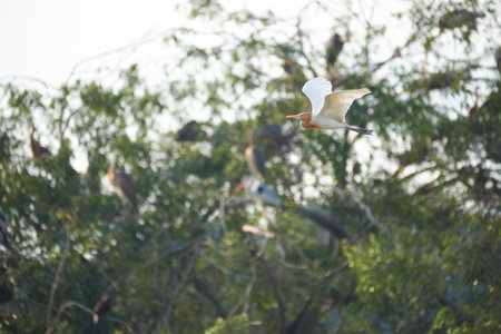 An egret flying fast across trees filled with birds.の写真素材