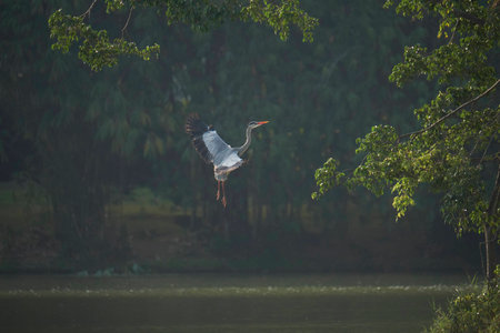 A purple heron landing on a tree branch.の写真素材