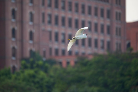 An egret changing course flying to the buildings.の写真素材