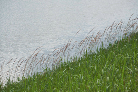 Grass seedlings at the edge of a lake.の写真素材