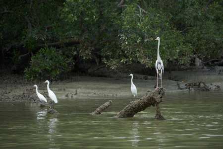 A group of egrets perching at the river bank.