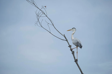 An egret climbing up a slanting branch.の写真素材