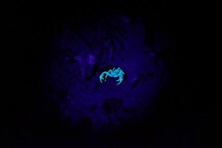A scorpion glows under the shine of UV light at night.の写真素材