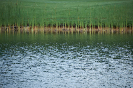 Bank of a pondの写真素材