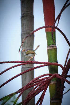 Bird on a bamboo branch in the rainforest of Borneo.