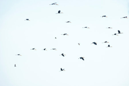 flock of storks flying in the blue sky, nature seriesの写真素材