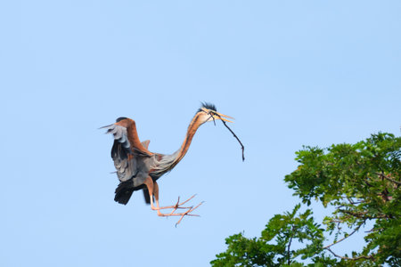Great Blue Heron (Ardea herodias) in flight