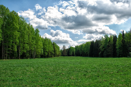 woodland beltの写真素材