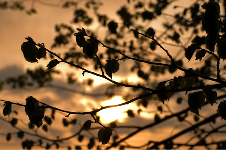 branches of a tree at sunsetの写真素材