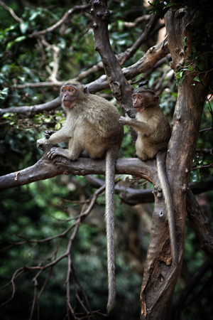 two monkeysの写真素材