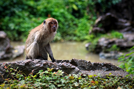 jungleの写真素材