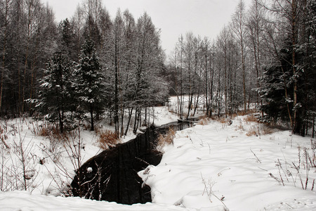 Winter forestの写真素材
