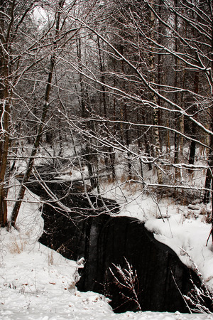 Winter forestの写真素材